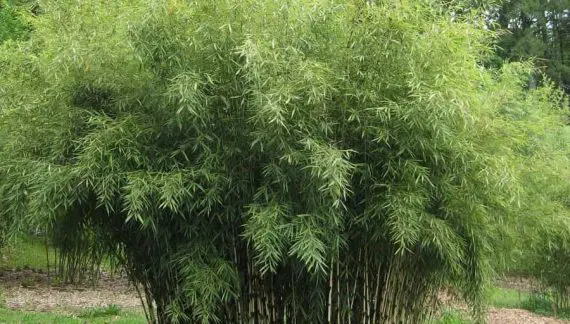 Fargezija rufa - Bambus zmajeve glave