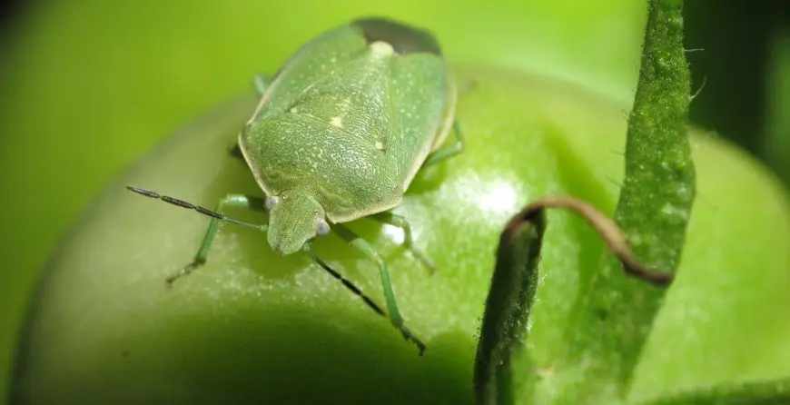 smrdibuba-i-kako-je-se-resiti | Moje Dvorište Smrdibuba | Moje Dvorište