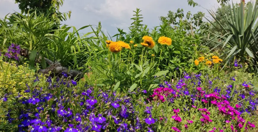 IMG_20230527_160758 | Moje Dvorište | Moje Dvorište