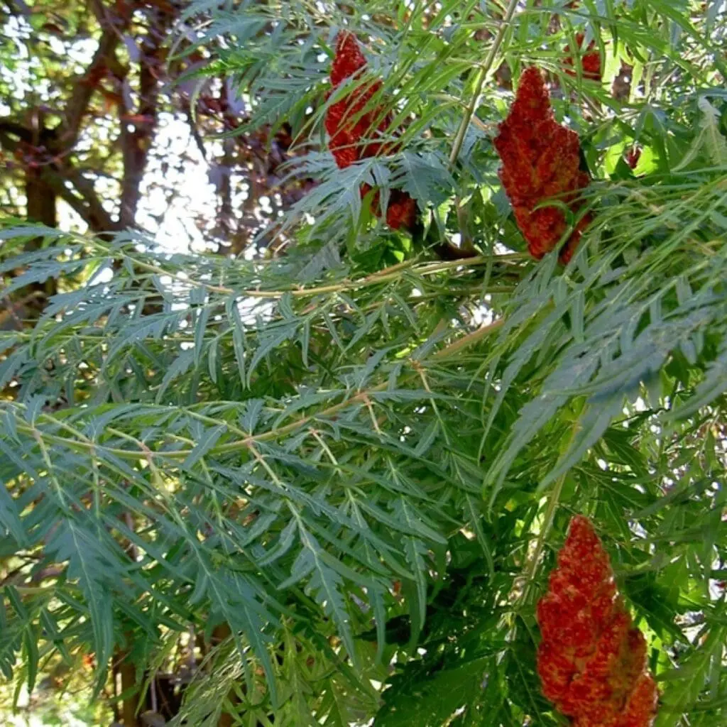 rhus-typhina-dissecta-rasadnik-jelena | Moje Dvorište Rhus typhina ˈDissectaˈ | Moje Dvorište