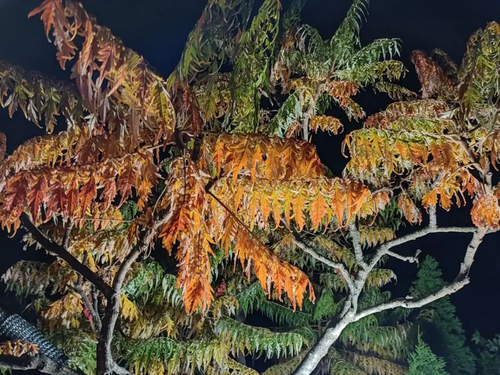 word-image-6600-8 | Moje Dvorište Drveće sitnolisnog ruja je otporno do -23 °C | Moje Dvorište