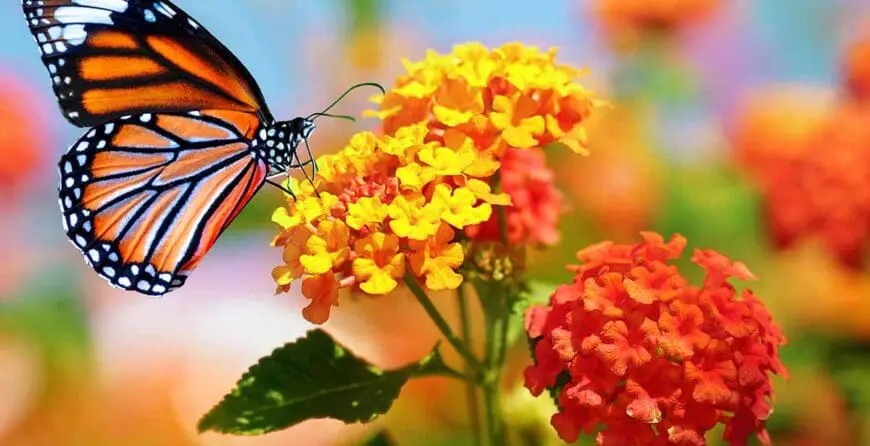 | Moje Dvorište Lantana u vrtu | Moje Dvorište