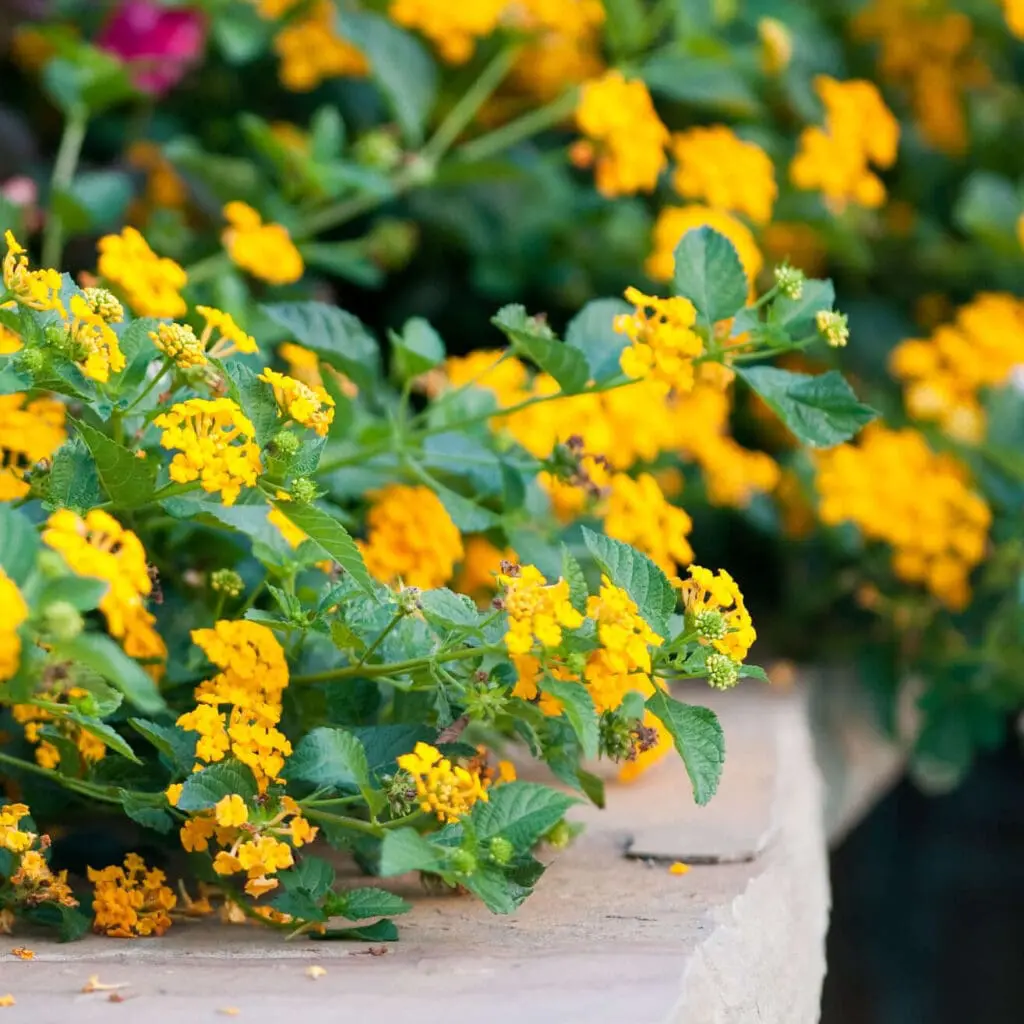 new-gold-trailing-lantana-or-plants-express | Moje Dvorište Gold Lantana | Moje Dvorište