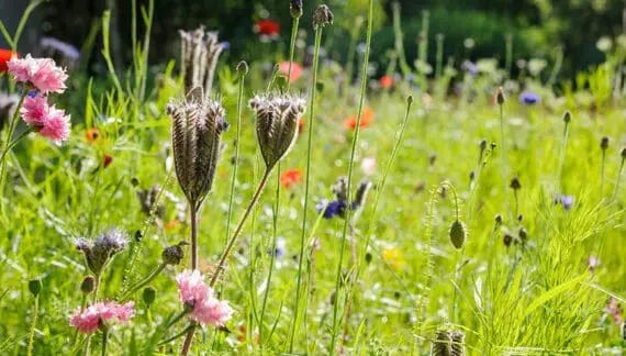 Stvaranje cvetne livade
