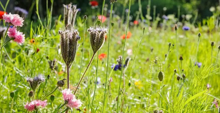veina-diveg-cvea-voli-sunchano-mesto-ali-posto | Moje Dvorište Stvaranje cvetne livade | Moje Dvorište
