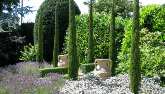 gredice sa Italijanskim čempresom Cupressus Sempervirens „Totem“