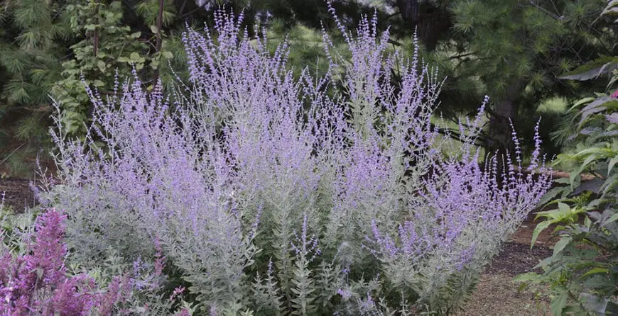 Ruska Žalfija - Perovskia | Moje Dvorište Ruska Žalfija - Perovskia | Moje Dvorište