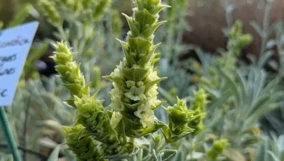 Planinski čaj (Sideritis scardica)