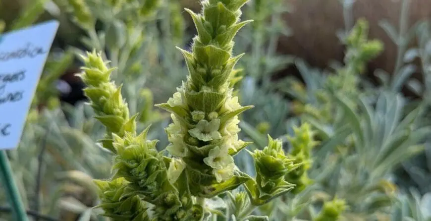Planinski čaj (Sideritis scardica) | Moje Dvorište Planinski čaj (Sideritis scardica) | Moje Dvorište