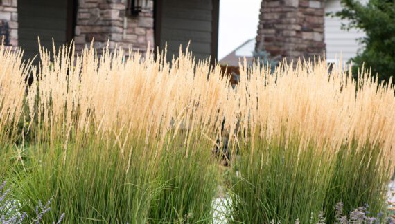 Buy premium-quality Calamagrostis acutiflora 'Karl Foerster' from Dutch Bulbs