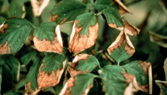 Is my tree heat-stressed?