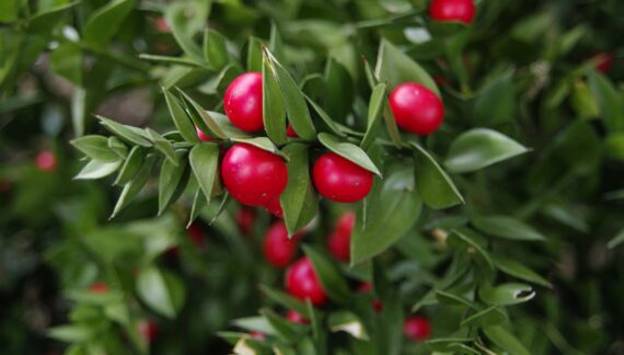 Ruscus aculeatus - kostrika
