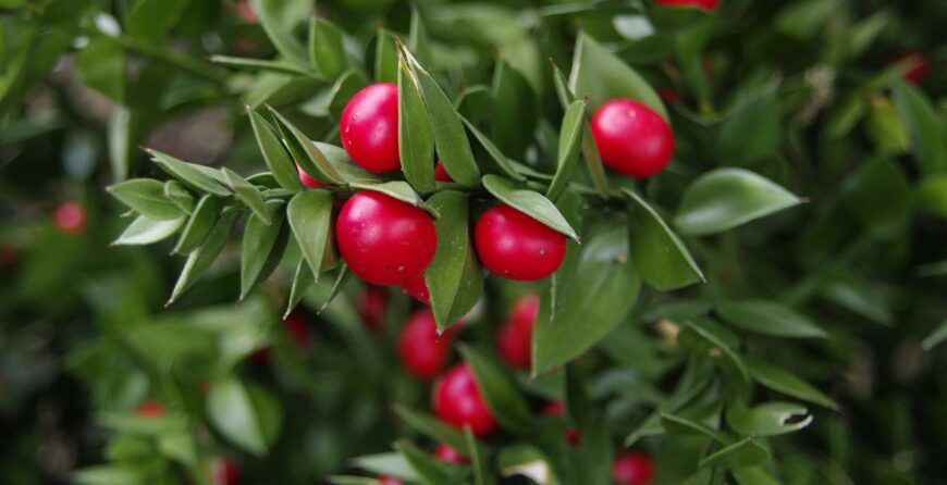 ruscus-aculeatus-kostrika | Moje Dvorište Ruscus aculeatus - kostrika | Moje Dvorište