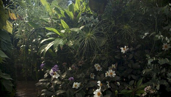 Banane, palme i masline