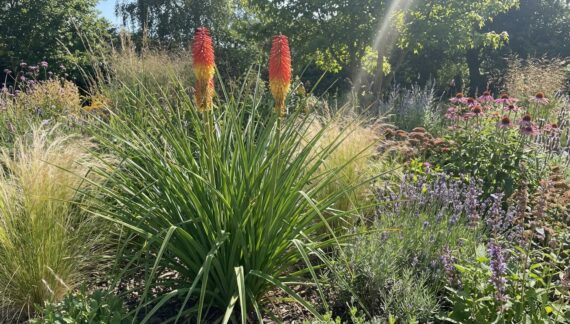 Kniphofia - vatrena baklja - image on https://mojedvoriste.in.rs