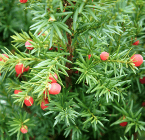 Taxus x media | Moje Dvorište Taxus x media | Moje Dvorište