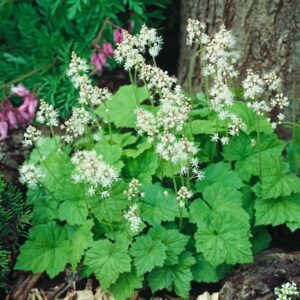Tiarella cordifolia | Moje Dvorište Tiarella cordifolia | Moje Dvorište