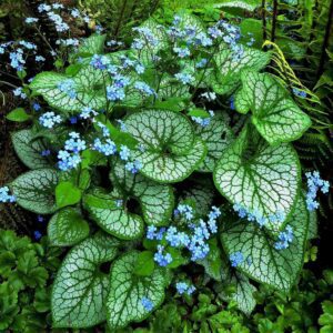 Brunnera macrophylla | Moje Dvorište Brunnera macrophylla | Moje Dvorište