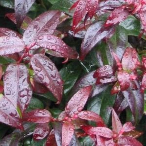 Leucothoe fontanesiana | Moje Dvorište Leucothoe fontanesiana | Moje Dvorište