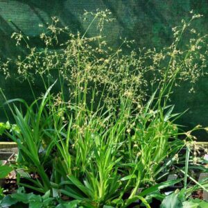 Luzula sylvatica | Moje Dvorište Luzula sylvatica | Moje Dvorište