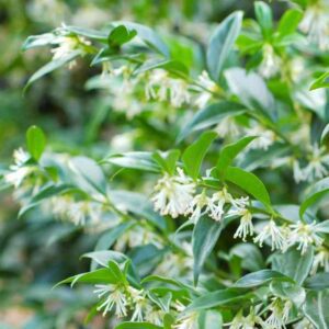 sarcococca-confusa | Moje Dvorište Sarcococca confusa | Moje Dvorište