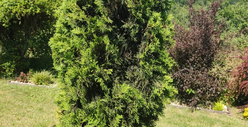 Čađavica | Moje Dvorište Crna magla ili Čađavica | Moje Dvorište