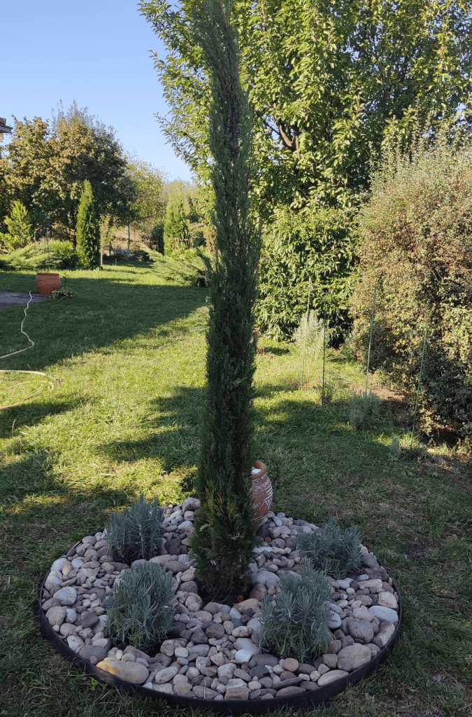 čempres-totem | Moje Dvorište Čempres TOTEM | Moje Dvorište
