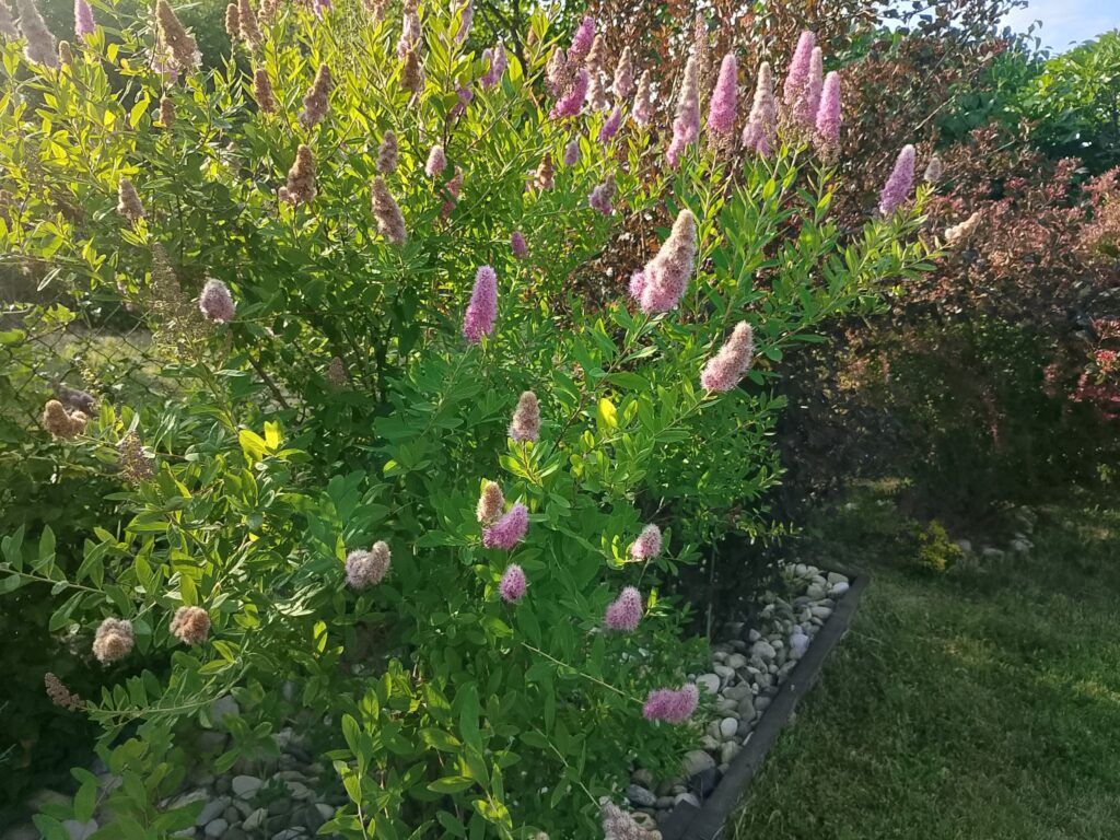 518239359_10229889707812216_8925653813634917458_n | Moje Dvorište Ukrasni žbunovi | Moje Dvorište