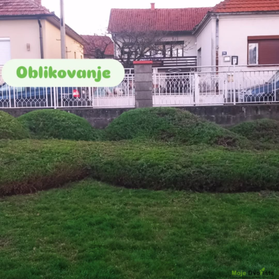 1r Oblikovanje četinara