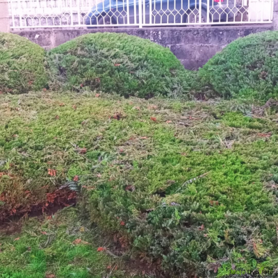 3r Oblikovanje četinara