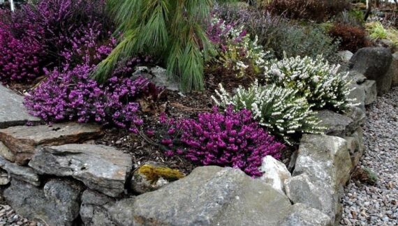 Erica carnea