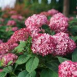 Hidrangea-arborescens