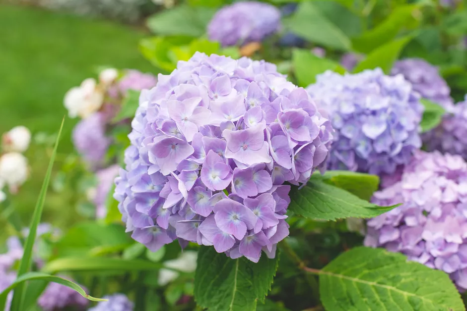 Kako uzgajati hortenzije - Hidrangea macrophilla