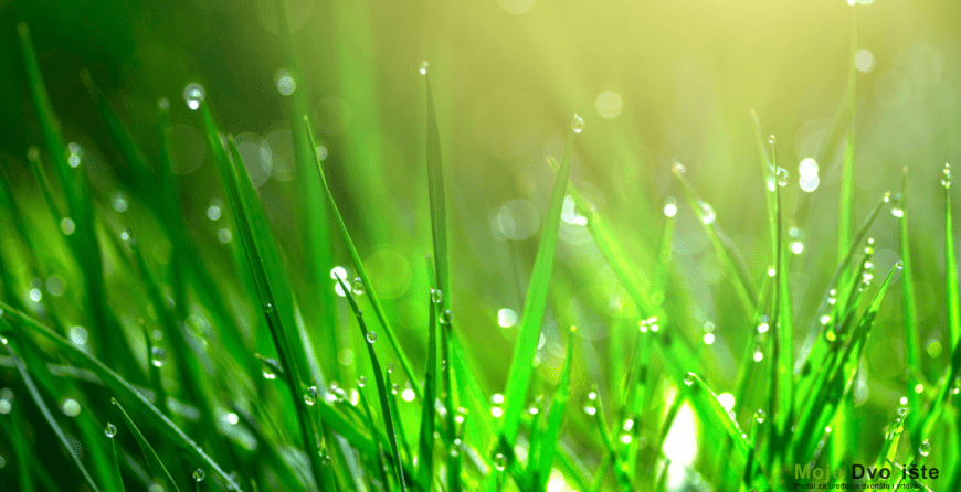 moj travnjak | Moje Dvorište Negovani travnjak | Moje Dvorište