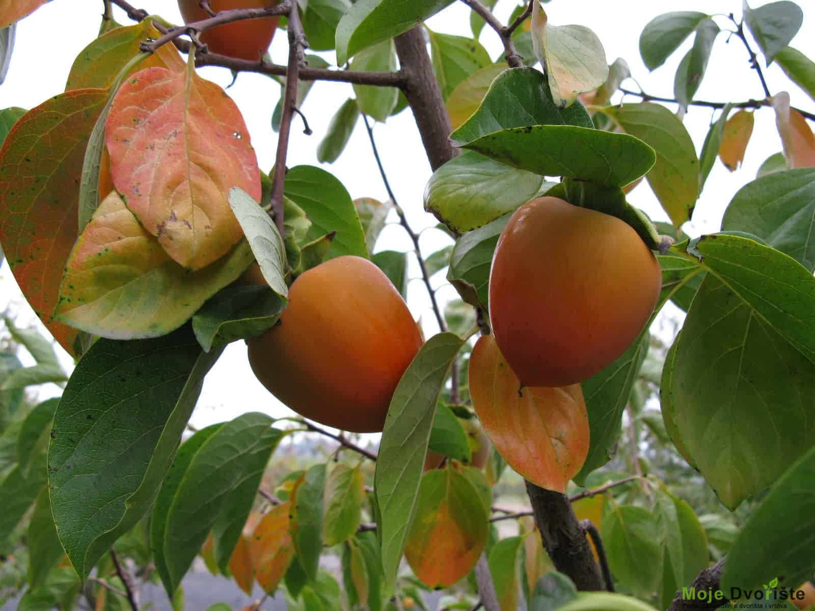 Uzgoj Japanske Jabuke - Kaki | Moje Dvorište