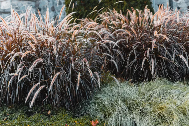 Petlovo pero - Pennesetum X Advena Rubrum