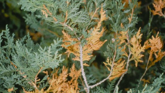 yellowing of conifers