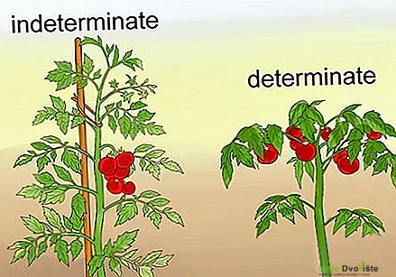 Kako Uzgajati Paradajz - determinantne i indeterminantne sorte