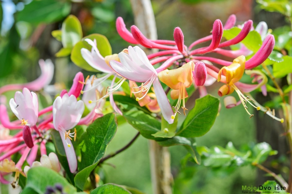 Lonicera periclimenum