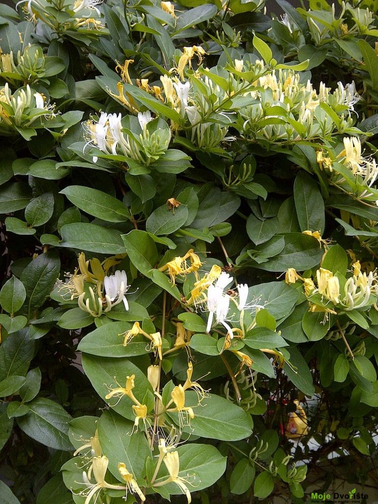Lonicera japonica  | Moje Dvorište'Halliana'