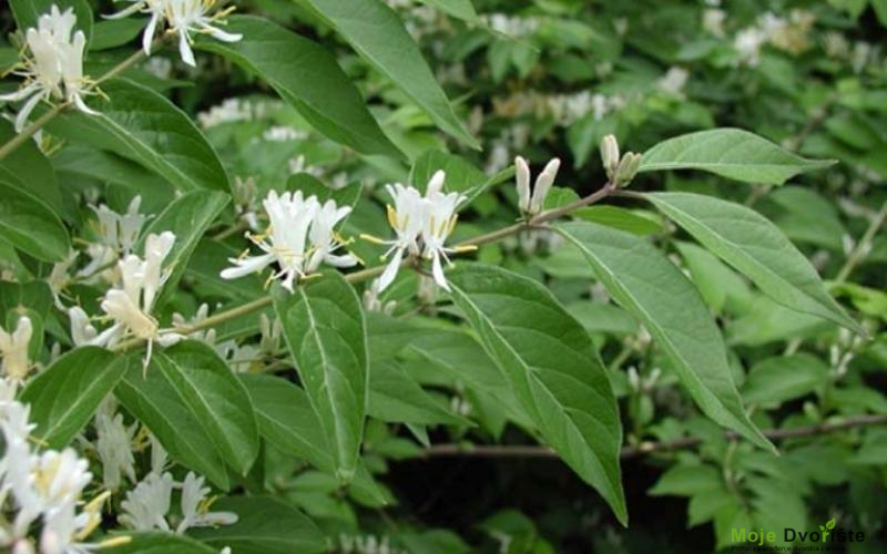 Lonicera-maackii | Moje Dvorište