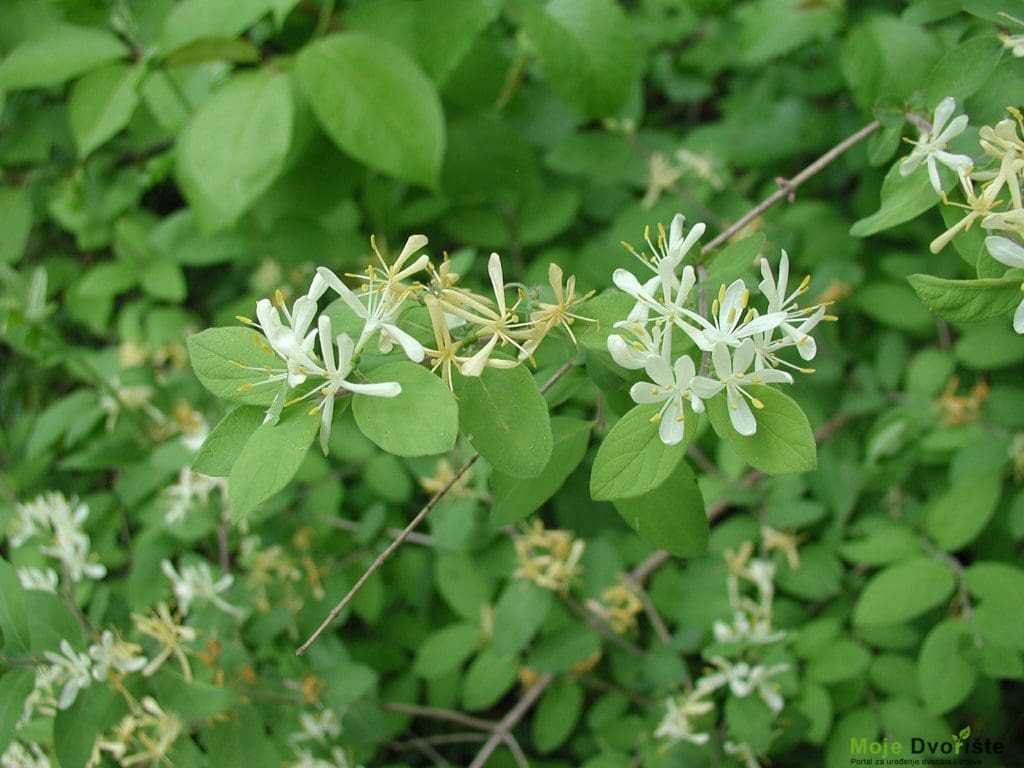 Lonicera morrowii | Moje Dvorište