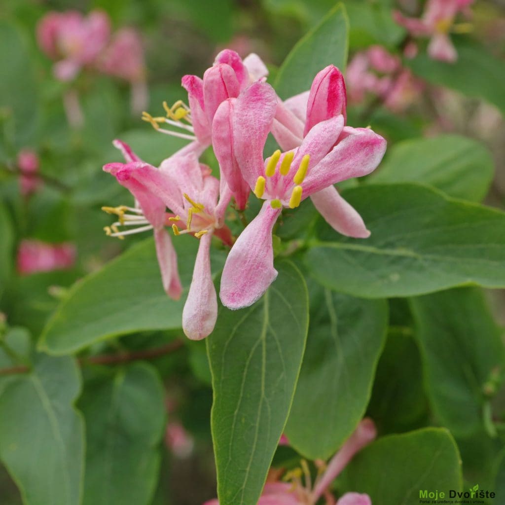 Lonicera tatarica | Moje Dvorište