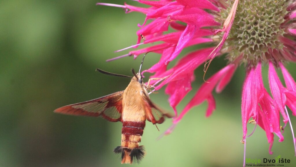 Monarda