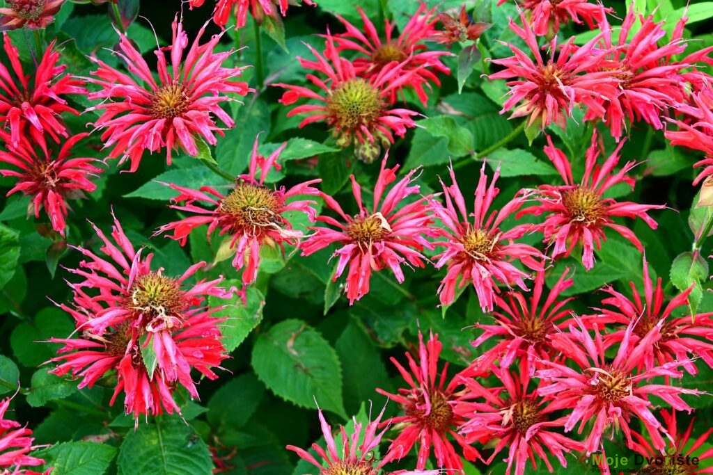 Monarda