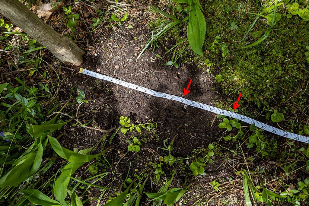 Procijenite veličinu korijenske kugle prema prečniku debla