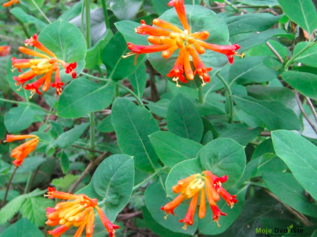 Lonicera ciliosa