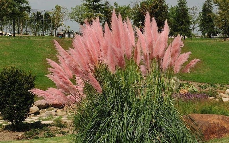 Pampas trava pink