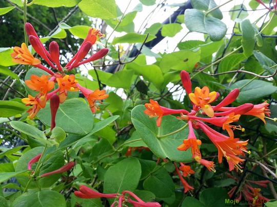 Lonicera brownii