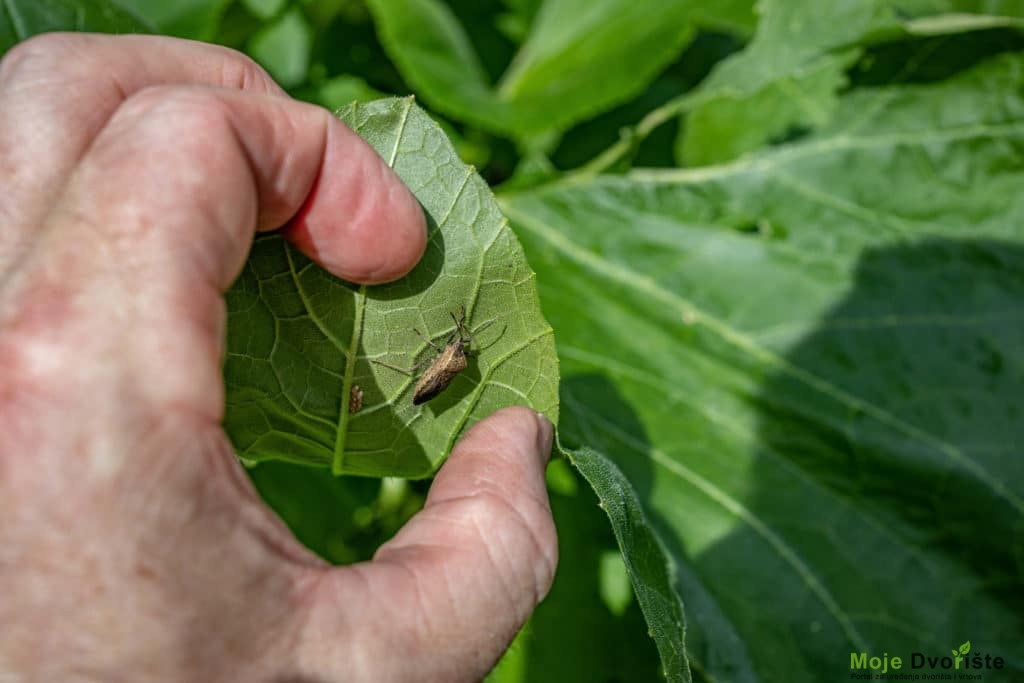 Uklonite insekte sa bilјke kada možete